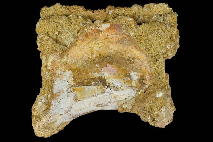 Fossil Theropod Caudal Vertebra - Kem Kem Beds #118161